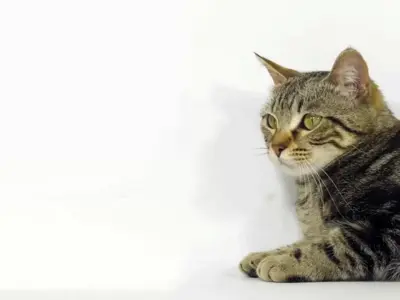 Doly Expressive Robot